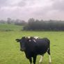 Incalf friesan heifers Image 6