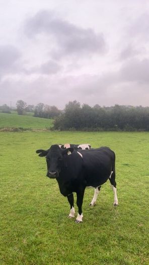 Incalf friesan heifers