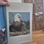 apx 20 Audubon magazine natural history Image 2