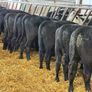 15 Aberdeen Angus Weanling Bulls Image 7