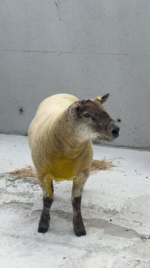 Suftex Hoggot ram