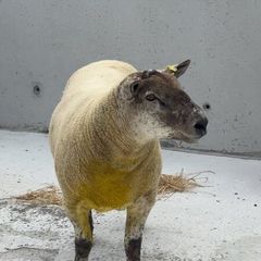 Suftex Hoggot ram