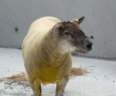 Suftex Hoggot ram
