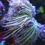 Dragon Tamer Torch Marine Coral Image 3
