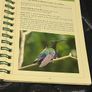 The Bird-Life in Mustique in The Grenadines Michael Pace and Rob Speirs Image 7
