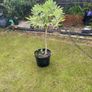 plant Image 4