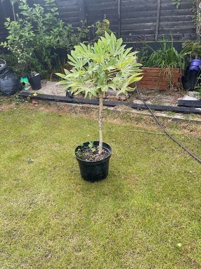 plant