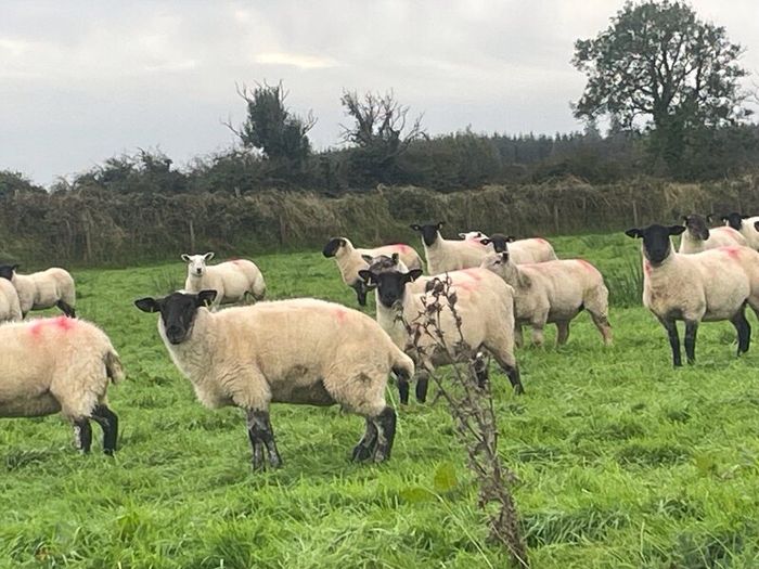 Hogget Ewes for sale, ideal for breeding