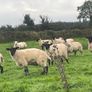 Hogget Ewes for sale, ideal for breeding Image 5