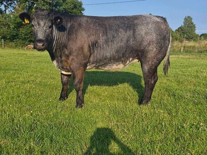 Cattle