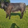 Cattle Image 7