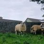 Brockie rams Image 6