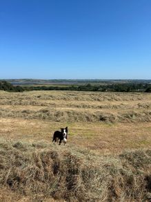Hay For Sale