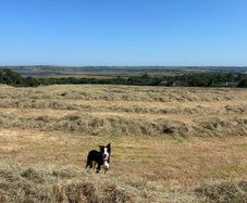 Hay For Sale