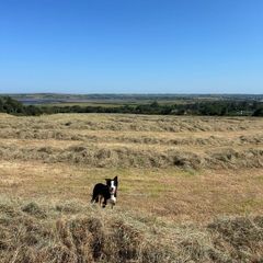 Hay For Sale