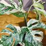 Monstera Deliciosa Variegata in 15cm pot and 50cm in height #2 Image 4