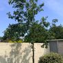 Healthy apple tree Image 3