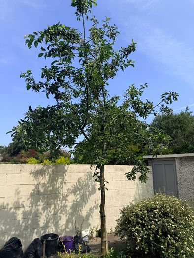 Healthy apple tree