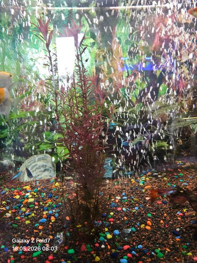 aquarium with fish and full equipment