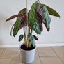 Fishbone Prayer Plant Image 2