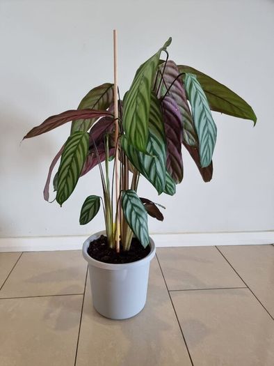Fishbone Prayer Plant