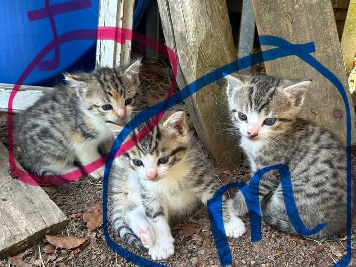 kittens