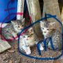 kittens Image 9