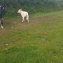 Cows Image 10
