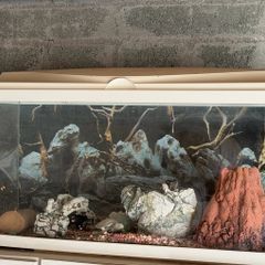 fish tan