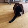 cat play tunnel Image 3