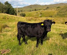 2x Pedigree registered dexter heifers