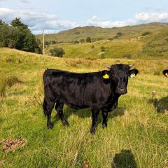 2x Pedigree registered dexter heifers