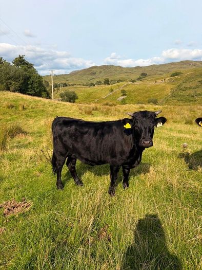 2x Pedigree registered dexter heifers