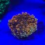 Ricordea Marine Coral Image 3