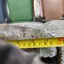 Concrete Wall Caps (used) Image 2