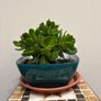 home plants Image 2