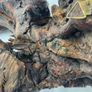 Vintage tree spirit carving Image 6
