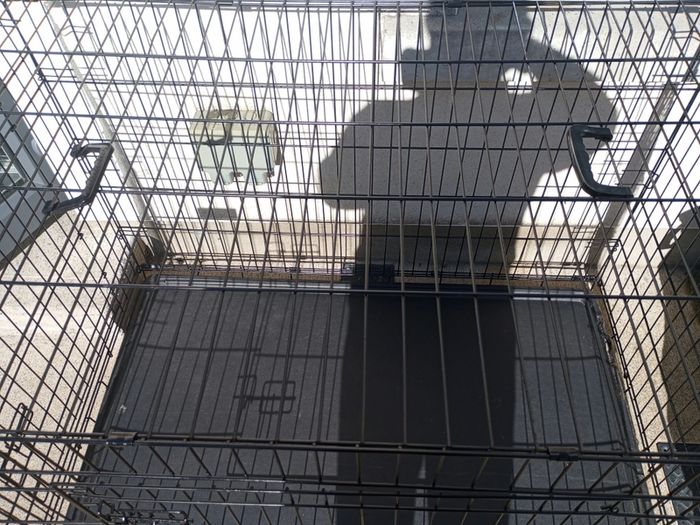 extra large dog travel crate