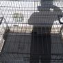 extra large dog travel crate Image 9
