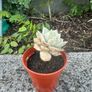 plant Image 3