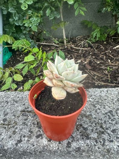 plant