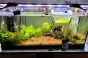 fish tank