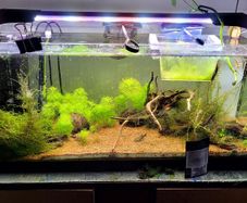 fish tank