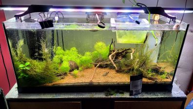 fish tank