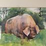 Watercolour of pig Image 2