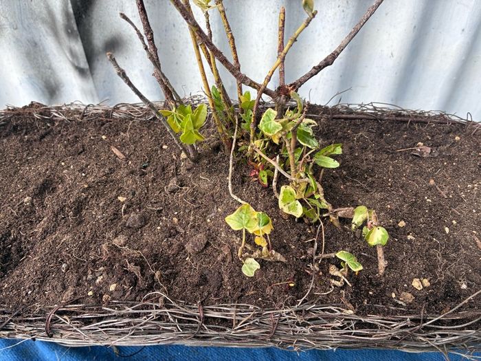 Wicker window box with ivy shrub