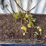 Wicker window box with ivy shrub Image 2