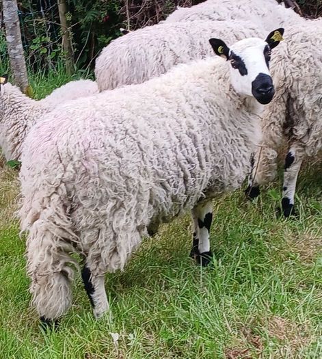 Excellent Kerryhill Hogget rams for sale