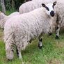 Excellent Kerryhill Hogget rams for sale Image 2