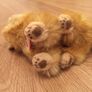 Steiff Whiskas Yellow Tabby Cat 074929 Image 4